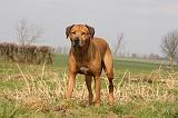 RODESIAN RIDGEBACK 029